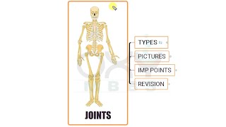 ANATOMY  Osteology  Joints 1 [upl. by Aelaza]