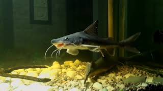 Hiu Air Tawar  Hemiarius Stormii  Shark Catfish [upl. by Yenterb497]