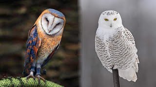 10 Most Beautiful Owls on Planet Earth [upl. by Madoc]