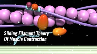 Sliding Filament Theory Of Muscle Contraction Explained [upl. by Tannenbaum]