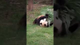 Panda Playfully Engages with Bamboo Leaves panda pandasuki [upl. by Yevad]