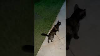 Minha gata amo chortsvideo gatos roça [upl. by Chantalle3]