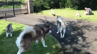 Alaskan Malamute Puppies ready for their forever homes [upl. by Thalia993]