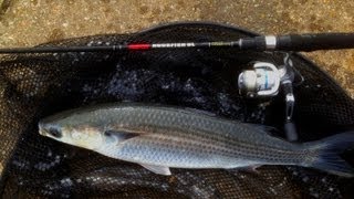 Thin Lip Mullet on LRF lure tackle [upl. by Suirradal]