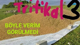 TRİTİKALE HASATI 33072020 [upl. by Kacerek]