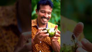 Soursop soursop healing healthy healthyfood annona [upl. by Flatto]