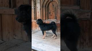 bhotia dog for sale wildlife [upl. by Yahs372]