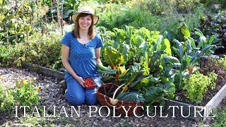 My Italian polyculture 9 herbs and vegetables in a single bed [upl. by Genevra]