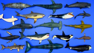 17 Sharks amp Whales Megalodon Orca Blue Whale Hammerhead Shark Beluga Whale Shark Etc MN062 [upl. by Ayrotal]