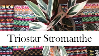 Triostar Stromanthe Addys First Stromanthe [upl. by Wilt]