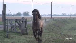 Neerharen  Maas  Paarden  30032019 [upl. by Ailina]