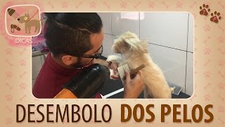 Desembolo dos Pelos sem Tosa  Tips da Penny [upl. by Dorsy409]