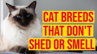 10 Cat Breeds That Dont Shed Or Smell All Cats [upl. by Celestine]