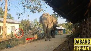 Giant Dabangg Elephant Going So Calmly to the Village  Tallest Elephant of Numaligarh [upl. by Okun]