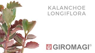 Kalanchoe longiflora [upl. by Grose790]