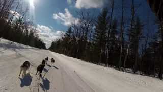 Dog Sledding at Sand Lakes Quiet Area Williamsburg MI  2814 [upl. by Tucky]