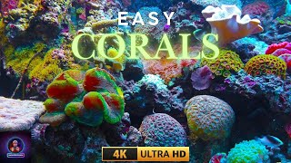 Corals  Easy corals  Corals in Pakistan [upl. by Frodeen872]