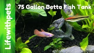 75 Gallon Betta Community Tank [upl. by Quickman427]