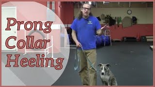 Prong Collar Heeling with Prong Collar Dance  How To Dog Training [upl. by Coppinger451]