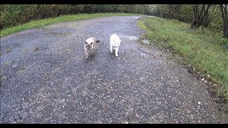 Noisy Siamese Cats try to avoid Water Sweetly Talk to each other after a CreekJump amp see Ducks [upl. by Zennie]