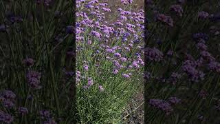 Verbena Vanity  A pollinator magnet perfect for your cottage garden [upl. by Enelav]