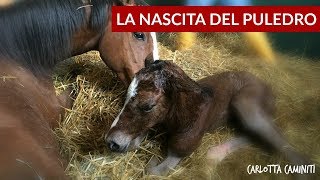 Il parto nella cavalla la nascita del puledro [upl. by Tandie]