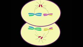 Meiosis [upl. by Huberman]