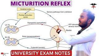 Micturition Reflex  Pathway of Micturition Reflex  Higher centers  Applied physiology [upl. by Areic399]