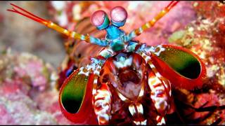 Big Mantis Shrimp in a Marine Refugium [upl. by Ditmore953]