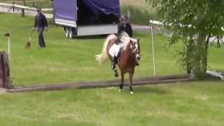 Haflinger Gelände Gunzenhausen 2014 [upl. by Rehpotsyrhc]