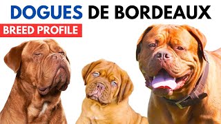 Dogues De Bordeaux Dog Breed Profile History  Price  Traits  Dogues De Bordeaux Grooming Needs [upl. by Edieh]