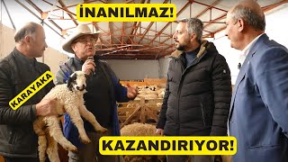 İNANILMAZ KARAYAKA KOYUNU KAZANDIRIYOR Tokat Islah Projesinde [upl. by Iolande]