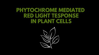 Phytochrome mediated red light response In plant cells [upl. by Mall]