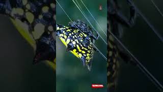 The Spiny OrbWeaver Spider Full video Released [upl. by Nnahtur711]