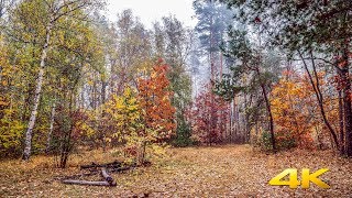 Autumn Forest Walk Footage  4K UHD Fall Nature Walk Video with Music [upl. by Yejus]