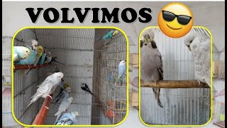 😎Regresamos a subir videos del AVIARIO 🥰 Estamos de vuelta [upl. by Eilesor]