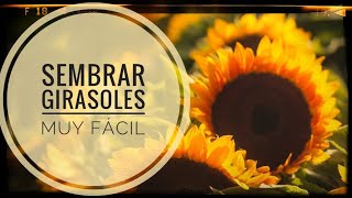 Como sembrar GIRASOLES 🌻 huerta ORGÁNICA  Cómo sembrar PIPAS 🌱 [upl. by Zachery]