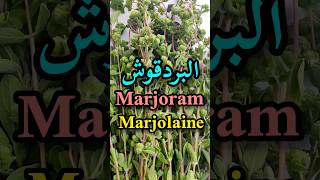 أهم الفوائد الصحية للبردقوشأو المردقوشMarjoram benefitsLes bienfaits de la Marjolaineshorts [upl. by Shirk120]