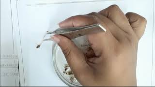 First Year Biology Practical of Funaria 06 [upl. by Dnalkrik]