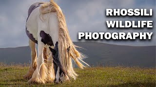 Rhossili  The Best Wildlife Spot In the Gower [upl. by Martine]