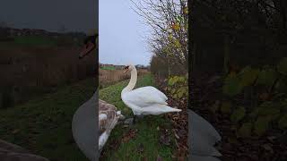 Beautiful Swan Family in Barton Seagrave close up swans birds wildlife nature [upl. by Toor]