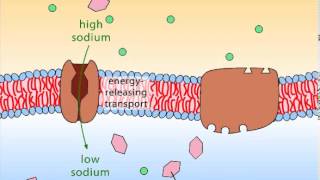 Secondary Active Transport [upl. by Aehsan13]