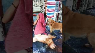 Dil Tu Jaan Tu❤😂dogshortfeed  entertainment doglover shortsviral youtubeshorts [upl. by Jollenta922]