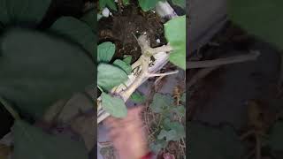 Removing pumpkin Plant from My Garden A StepbyStep Guide short ytshorts viral shorts [upl. by Urbanus]