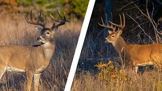 White Tailed Deer Facts  Facts about White Tailed Deer for Kids [upl. by Holden]