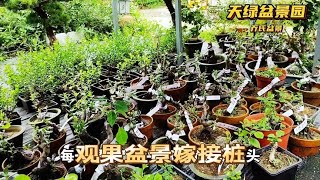 夏季嫁接的观果盆景桩胚看看成活率怎么样了 [upl. by Onivag947]