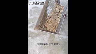 戶外捕魚：漁民用小沙蚤垂釣海鮮 釣魚 釣魚的樂趣只有釣魚人懂 原來釣魚才是抖音運動頂流 [upl. by Acsot]