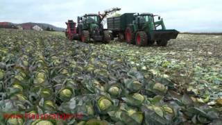 Cabbage Harvester [upl. by Perusse]