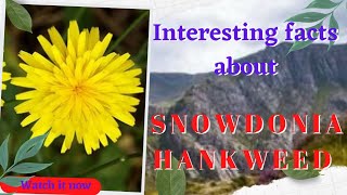 RARE SNOWDONIA HAWKWEED  Cherry9 [upl. by Anail]