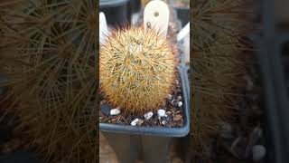 Mammillaria densispina [upl. by Cohdwell]